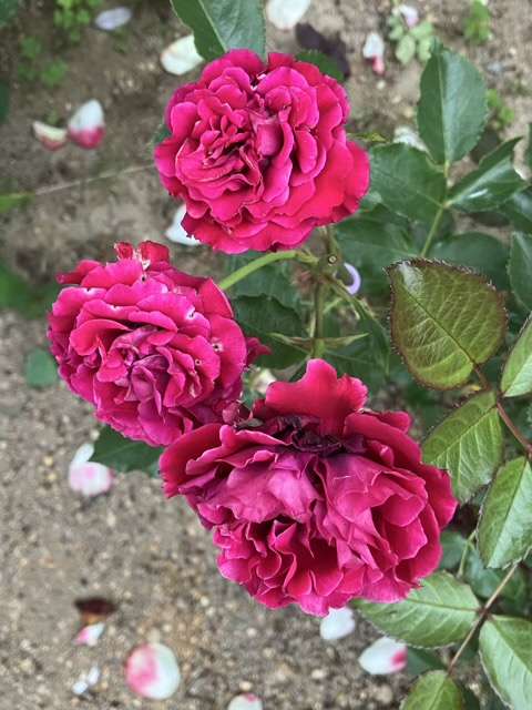 春のプランタジネット