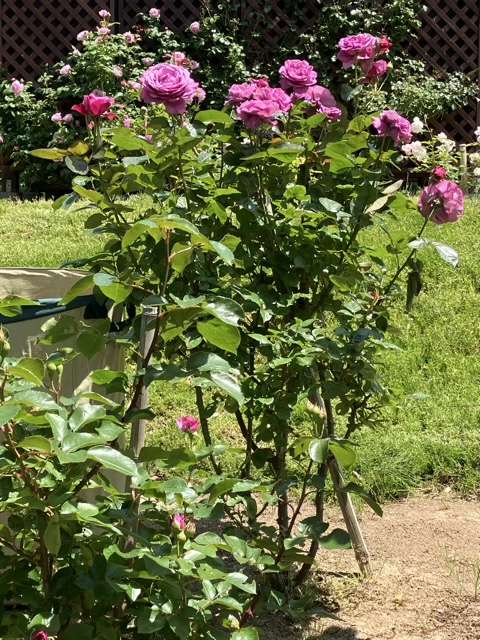 春のプラムパーフェクト