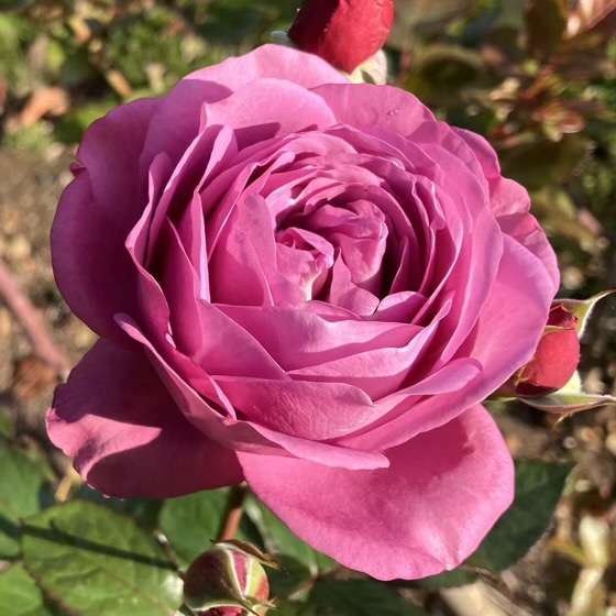 秋のプラムパーフェクト