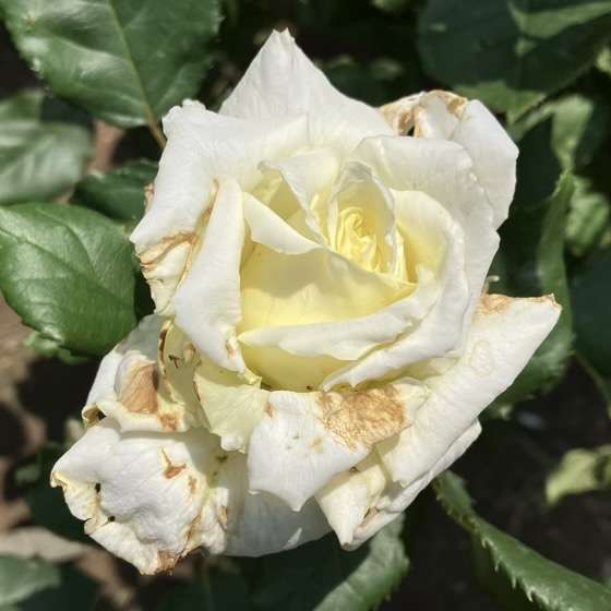 春のヨハネパウロ２世