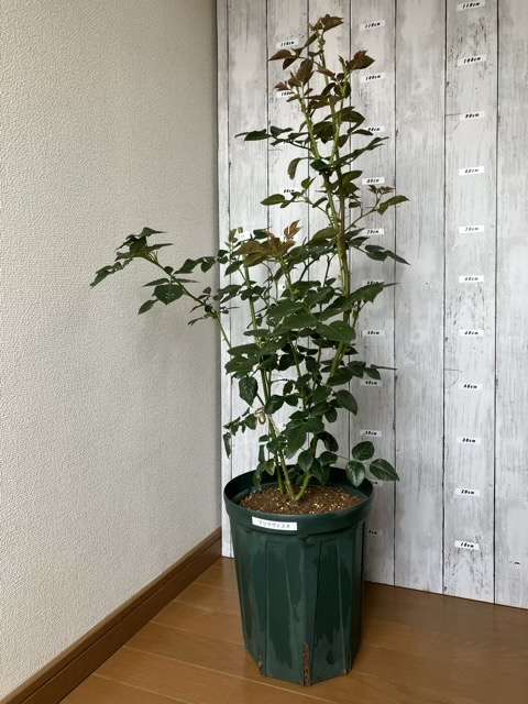 ８号ロングスリット鉢に鉢増し後のプリマヴィスタ