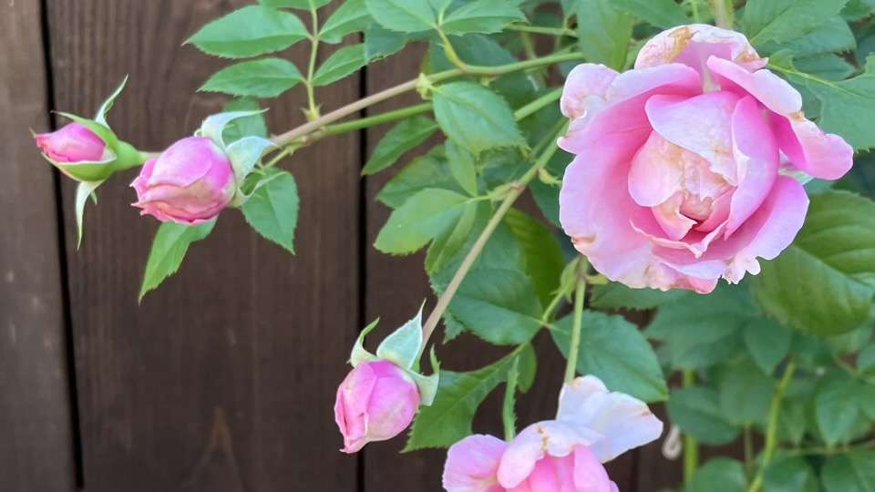 秋のプリマヴィスタ