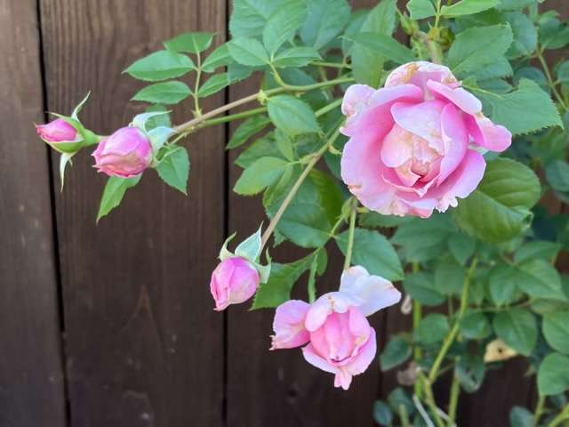 秋のプリマヴィスタ