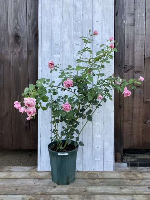 秋のプリマヴィスタ