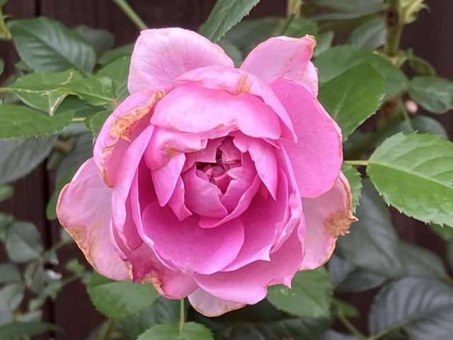 秋のプリマヴィスタ