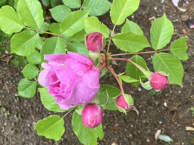 春のプリマヴィスタ