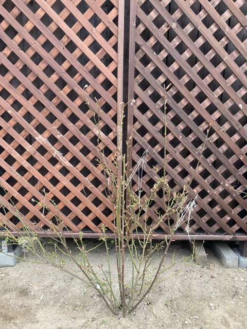 冬剪定前のプリンセスクレアドゥベルジック