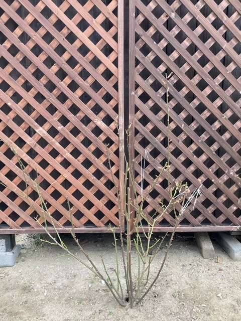 冬剪定後のプリンセスクレアドゥベルジック