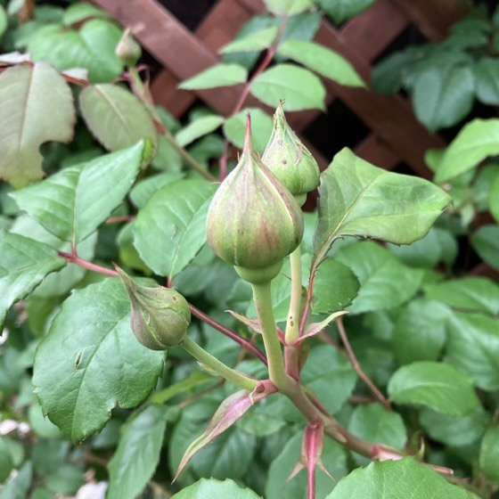 プリンセスクレアドゥベルジックのつぼみ