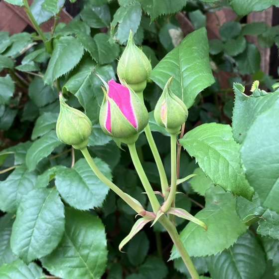 プリンセスクレアドゥベルジックのつぼみ