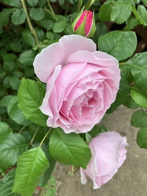 春のプリンセスクレアドゥベルジック