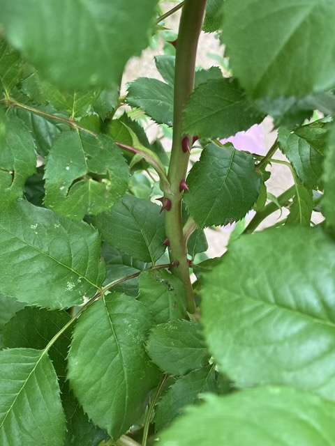 プリンセスクレアドゥベルジックのトゲ