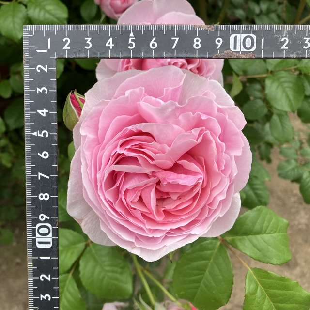 春のプリンセスクレアドゥベルジック