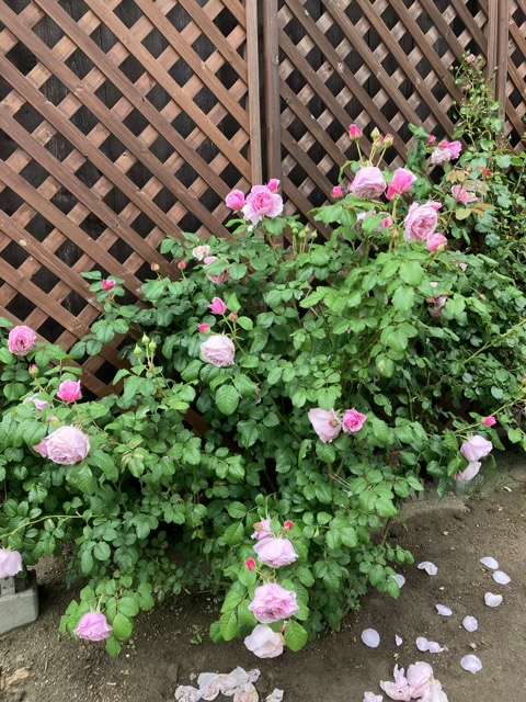 春のプリンセスクレアドゥベルジック