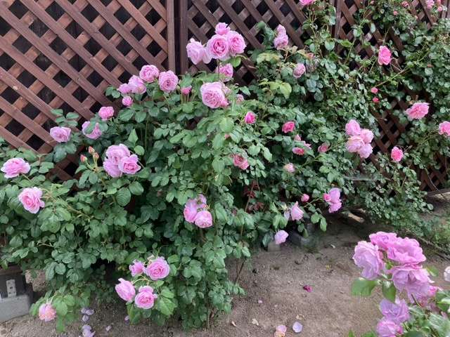 春のプリンセスクレアドゥベルジック