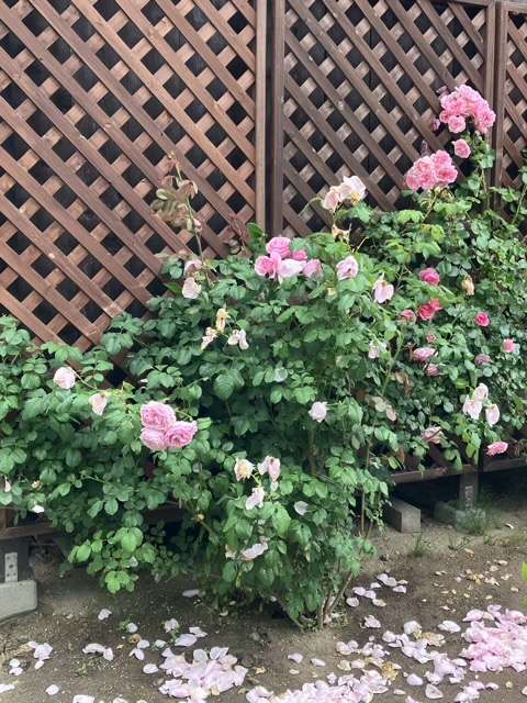 花後剪定前のプリンセスクレアドゥベルジック