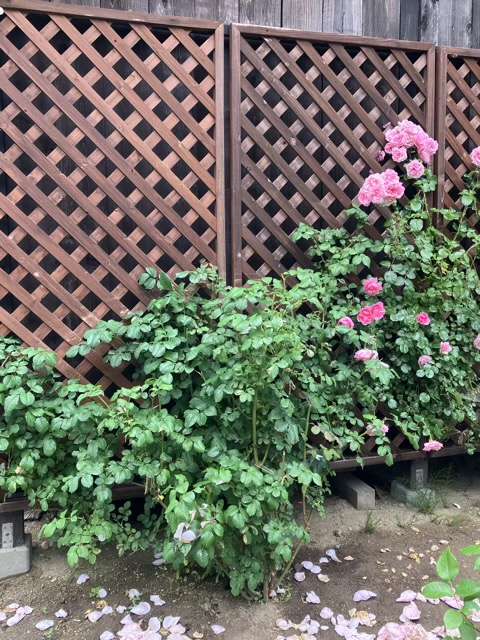 花後剪定後のプリンセスクレアドゥベルジック