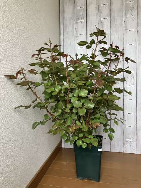 購入時のロビン