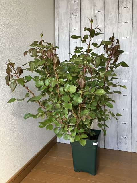 8号鉢に鉢増し前のロビン