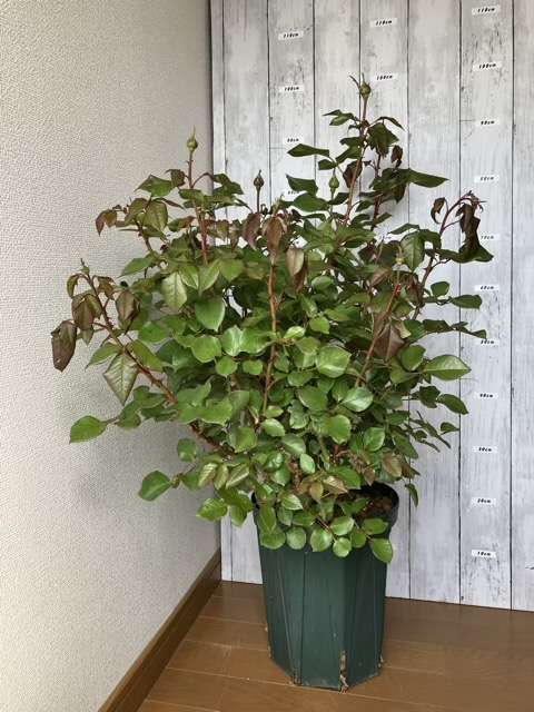 8号鉢に鉢増し後のロビン