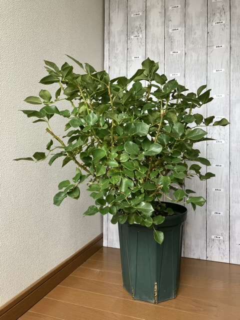 花後剪定後のロビン