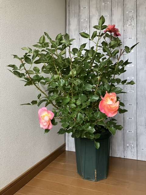 花後剪定前のロビン