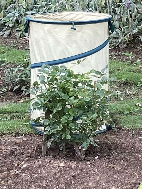 地植えにしたロビン