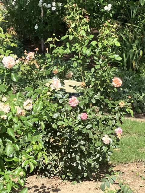 夏剪定前のロビン