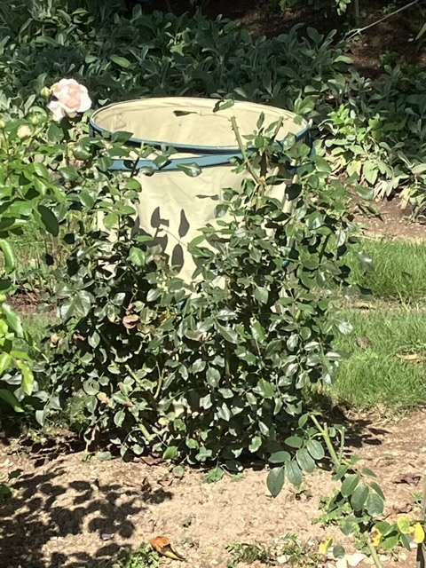 夏剪定後のロビン