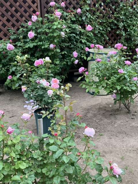 春の左手前のピルエットと左のトロイメライと右のサマルカンドと奥のプリンセスクレアドゥベルジック