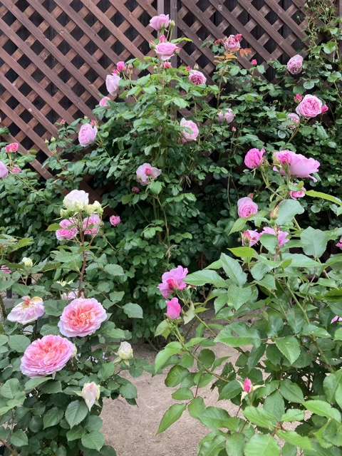 春の左手前のトロイメライと右手前のサマルカンドと奥のプリンセスクレアドゥベルジック