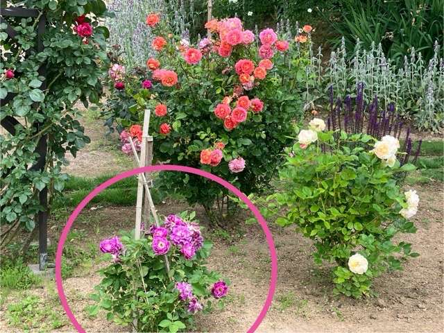 春のルージュピェールドゥロンサール、アルゴノーツ、オルフェオ、シャンパーニュ