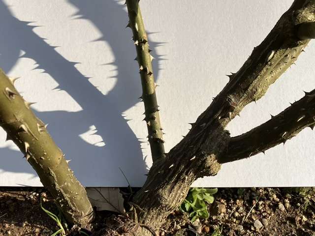 ルージュピエールドゥロンサールのトゲ