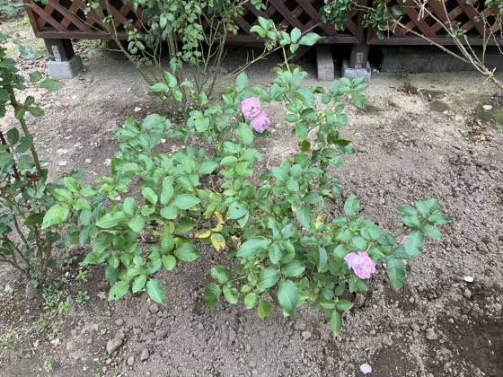 花がらを切る前の秋のサマルカンド　27日目