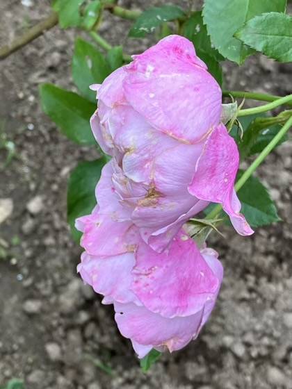 秋のサマルカンドの花がら