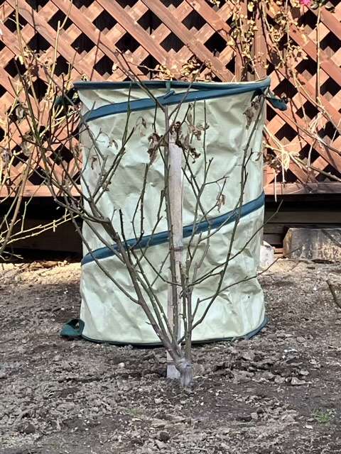 冬剪定前のサマルカンド