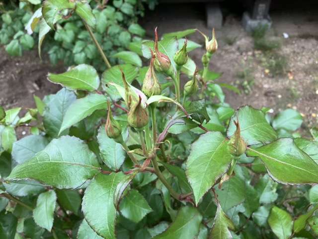 サマルカンドのつぼみ