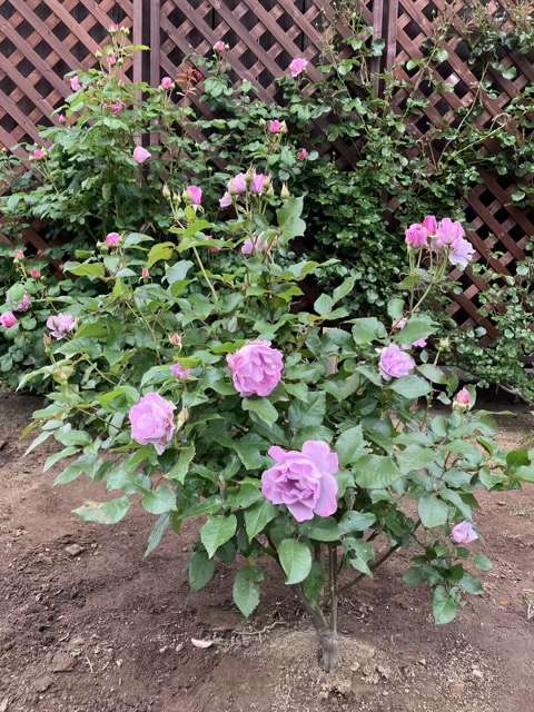 春のサマルカンド