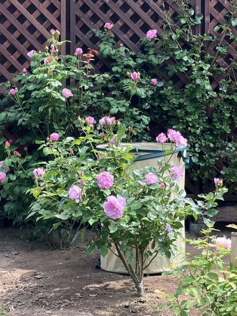 春のサマルカンド