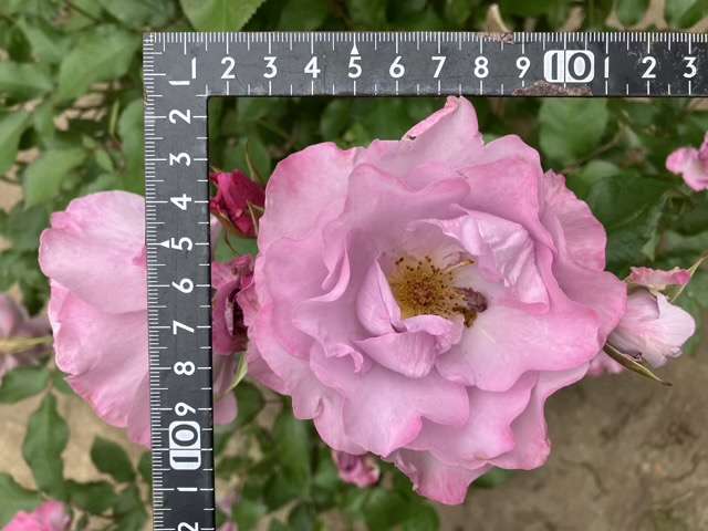 春のサマルカンドの花