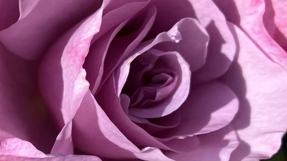 春のサマルカンド