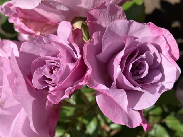 春のサマルカンド