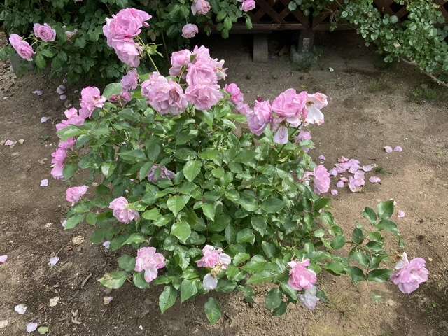 花後剪定後のサマルカンド