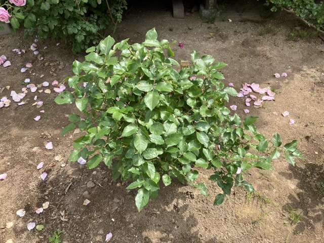 花後剪定後のサマルカンド