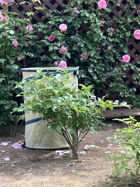 花後剪定後のサマルカンド