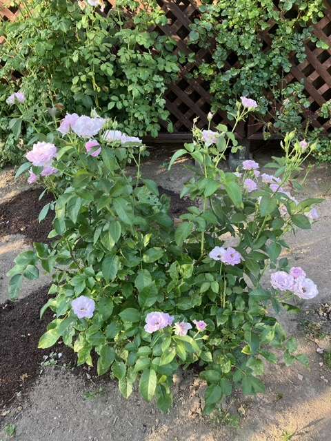 夏のサマルカンド