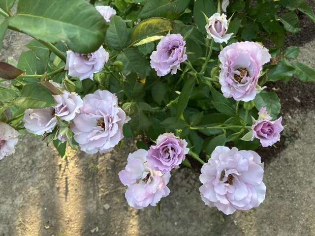 夏のサマルカンド