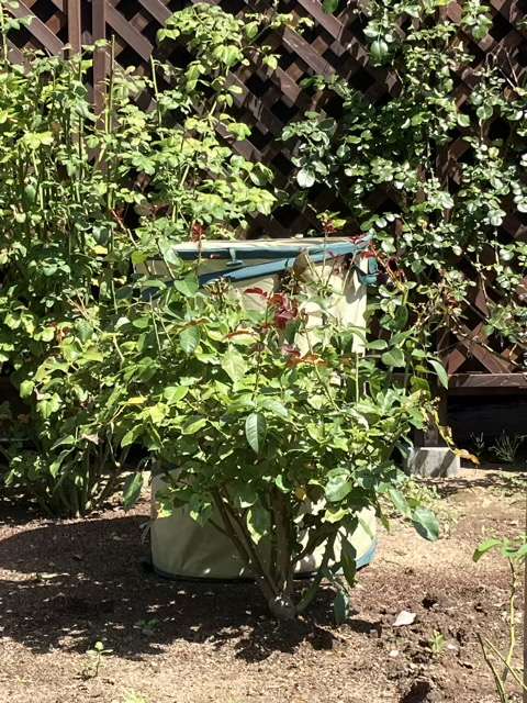 夏剪定前のサマルカンド