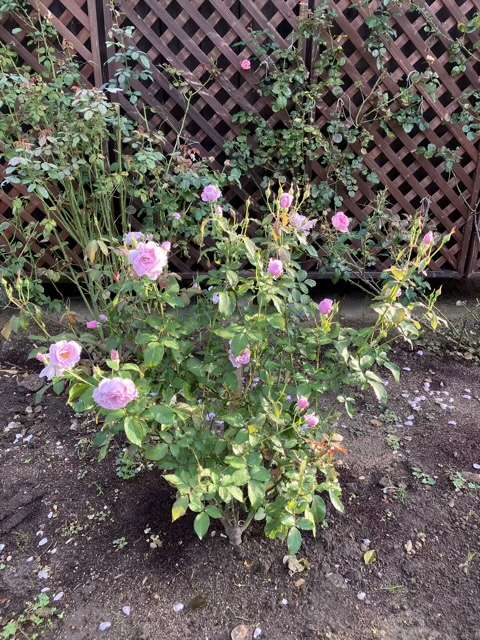 秋のサマルカンド