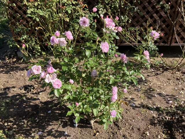 秋のサマルカンド